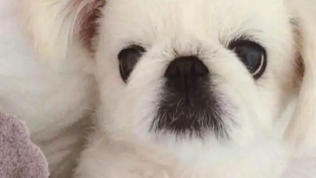 He's the oldest dog in China. He's a dog once raised by the emperor, and now he's gone abroad