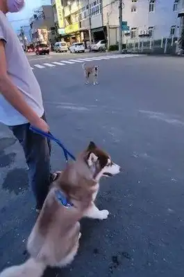 Two-hundred-hu went out and got yelled at by the yellow dog all the way, and that's why..