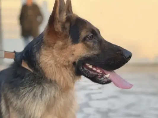 To make a better dream for the master, Nantung's dog, Jack