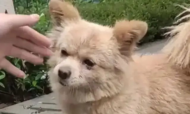 The stray dog was accidentally killed by the security guard
