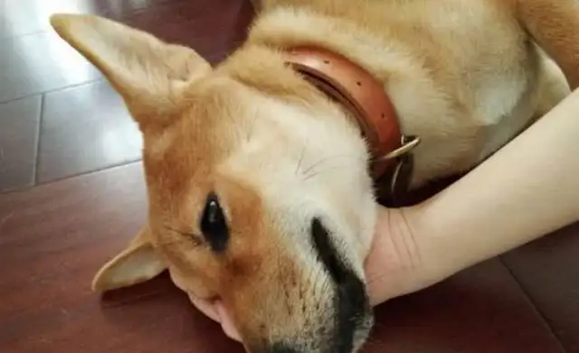 The dog's gonna be so cute: Ma, don't let go, okay