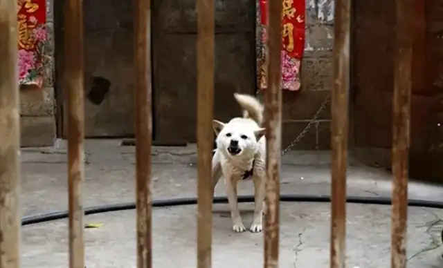 The stray dog was accidentally killed by the security guard