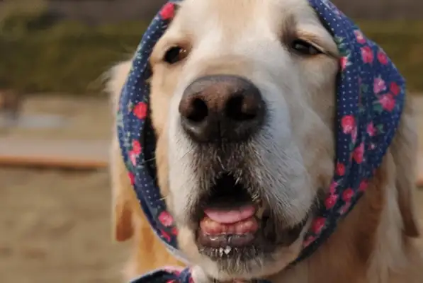 Short-lived dogs, usually with these five features. I hope no one's hairy