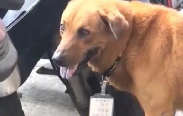 The dog was in front of the hospital for a week, and when he realized what was on his brand, he cried