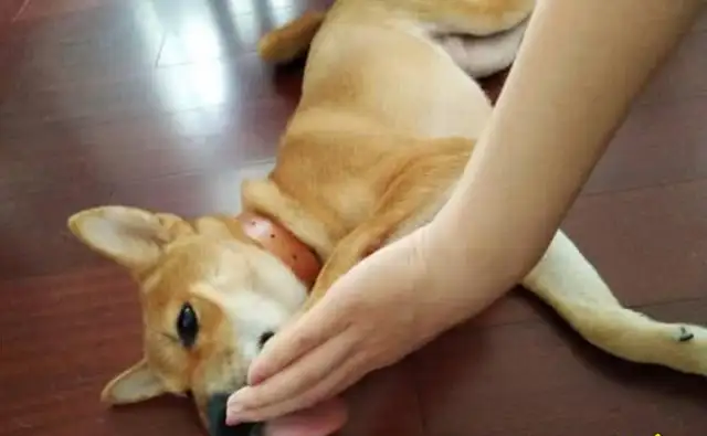 The dog's gonna be so cute: Ma, don't let go, okay