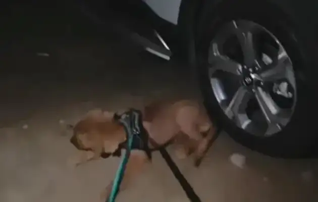 The little master sleeps in his car, and the little golden hair doesn't want to leave