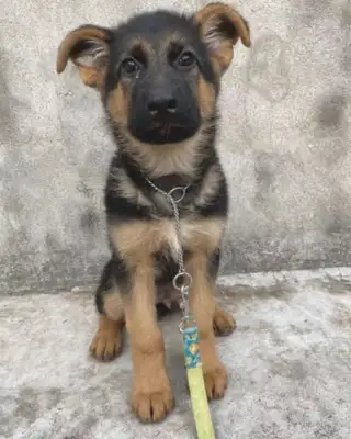 To make a better dream for the master, Nantung's dog, Jack