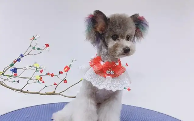 You should know 10 pet-dog-doggy-doggy-doggy-doggy-dips. The door