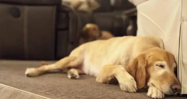 Short-lived dogs, usually with these five features. I hope no one's hairy