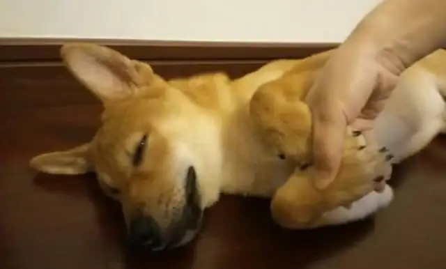 The dog's gonna be so cute: Ma, don't let go, okay
