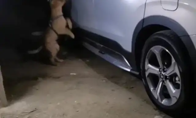 The little master sleeps in his car, and the little golden hair doesn't want to leave