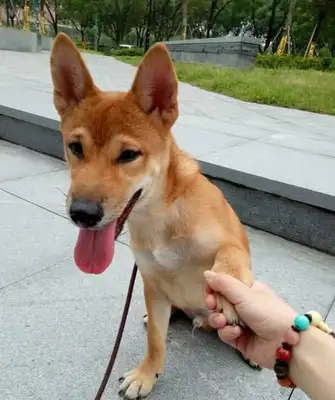 The dog's gonna be so cute: Ma, don't let go, okay