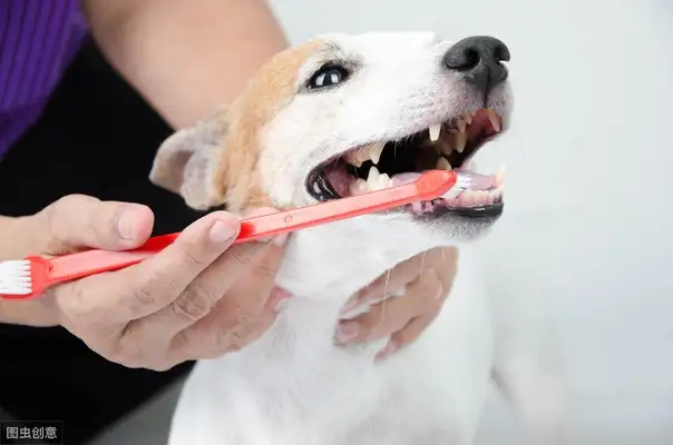 Is it necessary to brush the dog's teeth? Scientific Toothbrushing to prevent disease