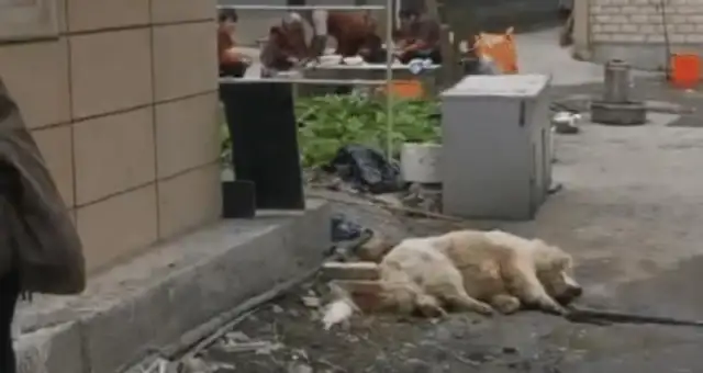 The men were slaughtering dogs on the side of the road, and the screams spread all over the neighborhood