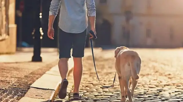 Short-lived dogs, usually with these five features. I hope no one's hairy