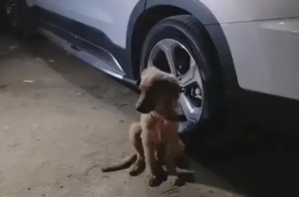 The men were slaughtering dogs on the side of the road, and the screams spread all over the neighborhood