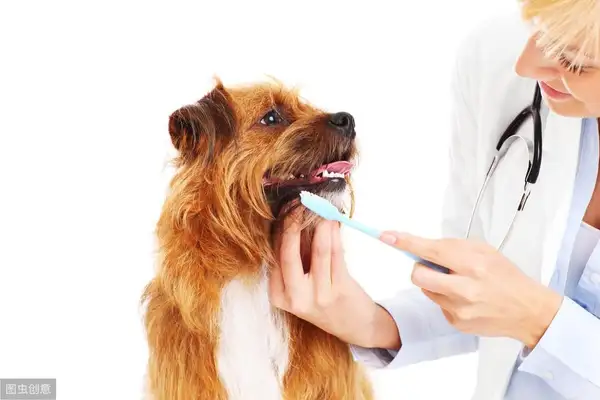 Is it necessary to brush the dog's teeth? Scientific Toothbrushing to prevent disease