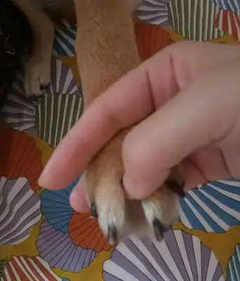 The dog's gonna be so cute: Ma, don't let go, okay