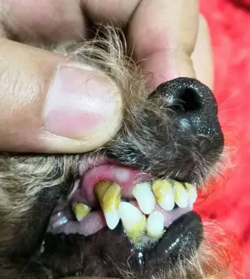 Is it necessary to brush the dog's teeth? Scientific Toothbrushing to prevent disease