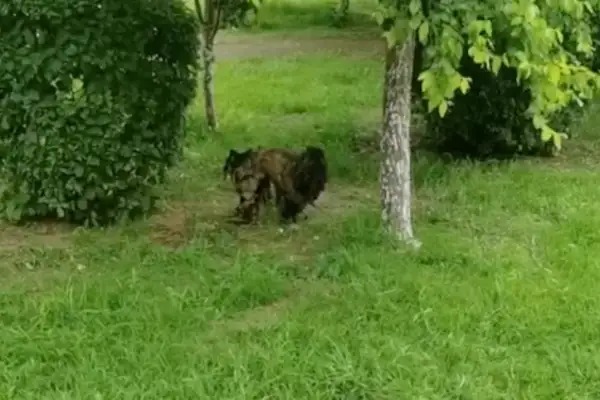 The stray dog was wearing a heavy armor, the lady was taken to the pet store, and lucky day was adopted