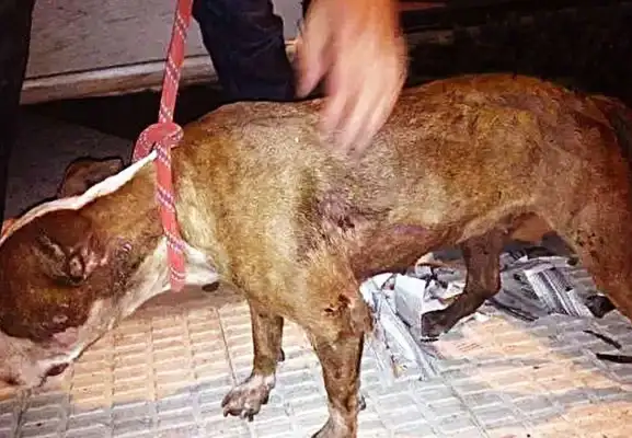 The dog was forced into a box, and when he broke his luggage, he looked in the eye