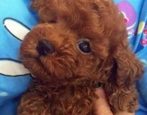 The owner took Teddy's haircut and found the dog tied up and tortured? The hair was cut so badly