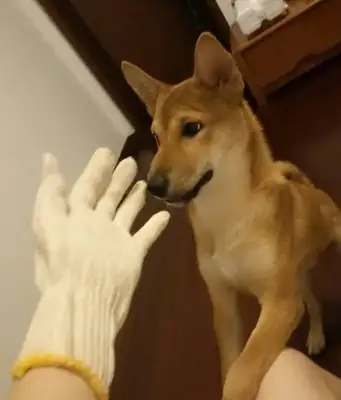 The dog's gonna be so cute: Ma, don't let go, okay