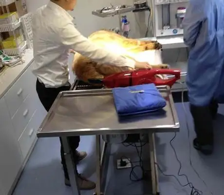 He took his own golden hair to the hospital and the doctor said the dog was hopeless after the operation!