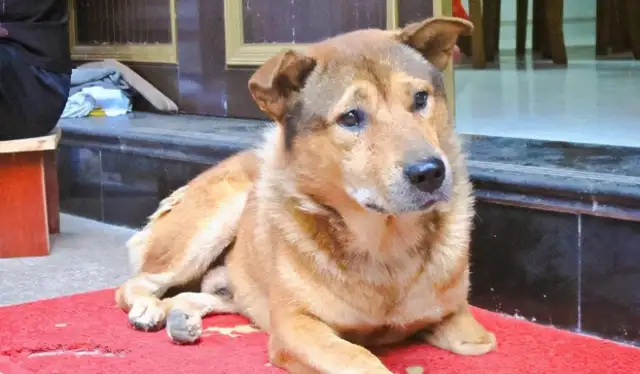 Short-lived dogs, usually with these five features. I hope no one's hairy