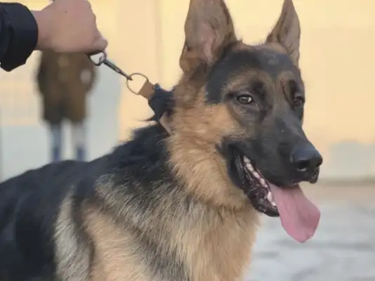 To make a better dream for the master, Nantung's dog, Jack