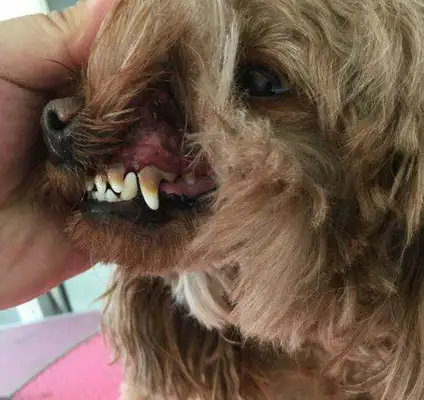 Is it necessary to brush the dog's teeth? Scientific Toothbrushing to prevent disease