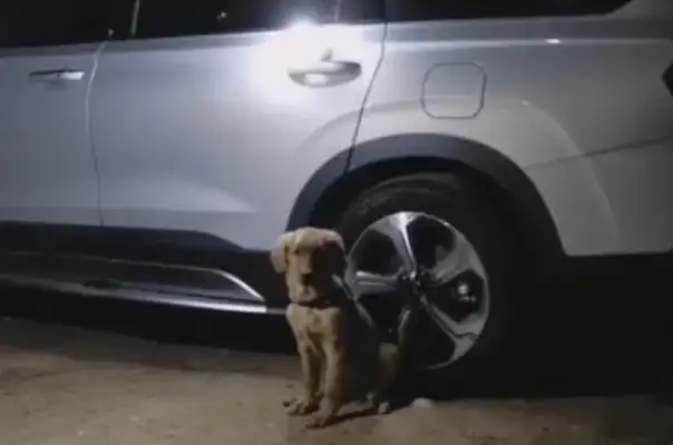 The little master sleeps in his car, and the little golden hair doesn't want to leave