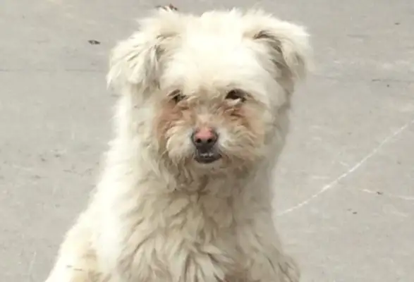I ran into a dirty stray dog with a collar around his neck and found him blind