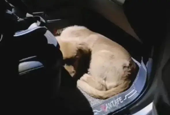 The little master sleeps in his car, and the little golden hair doesn't want to leave
