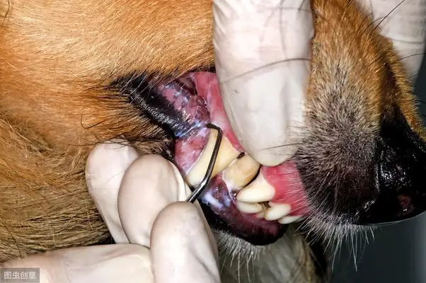 Is it necessary to brush the dog's teeth? Scientific Toothbrushing to prevent disease