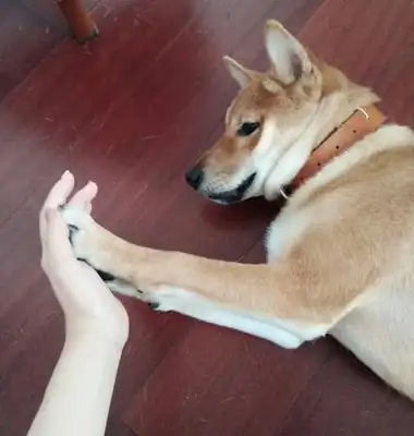 The dog's gonna be so cute: Ma, don't let go, okay
