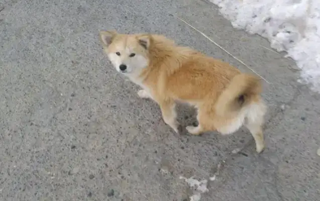 It's a pain in the ass when a stray dog sees anyone