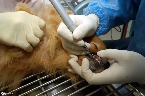 Is it necessary to brush the dog's teeth? Scientific Toothbrushing to prevent disease
