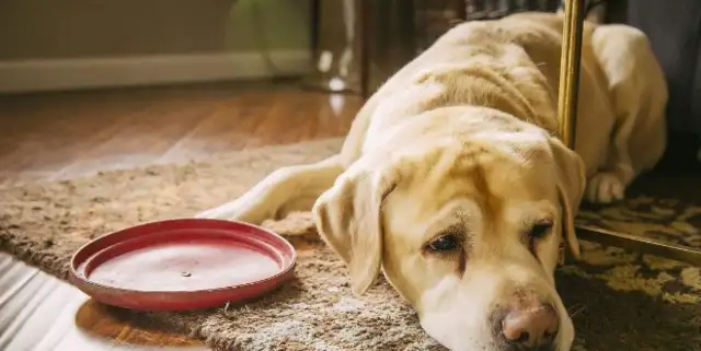 Short-lived dogs, usually with these five features. I hope no one's hairy
