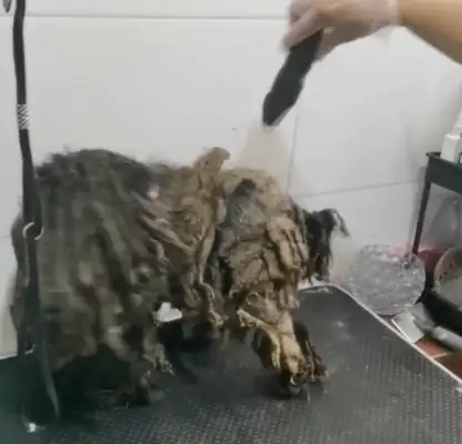The stray dog was wearing a heavy armor, the lady was taken to the pet store, and lucky day was adopted