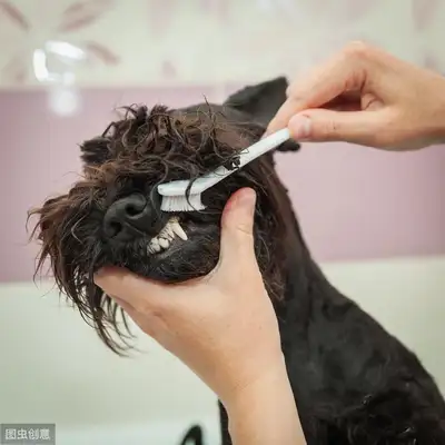 Is it necessary to brush the dog's teeth? Scientific Toothbrushing to prevent disease