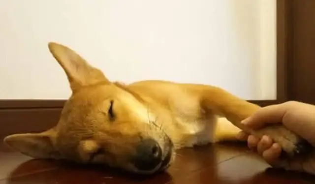 The dog's gonna be so cute: Ma, don't let go, okay