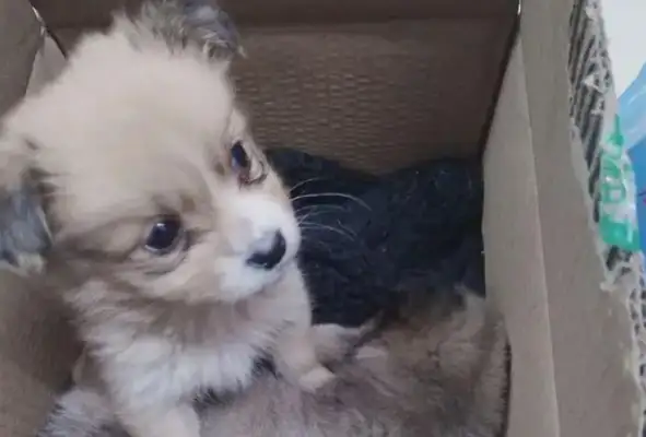 It's a pain in the ass when a stray dog sees anyone