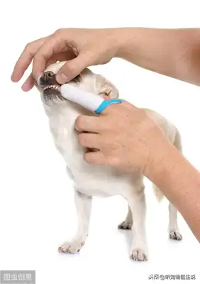Is it necessary to brush the dog's teeth? Scientific Toothbrushing to prevent disease