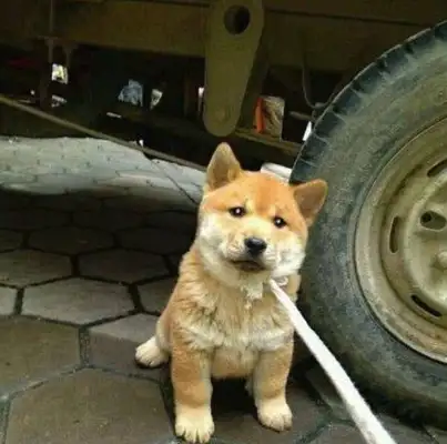 The man bought a dirt dog at a low price, went home and found out his ears were bad