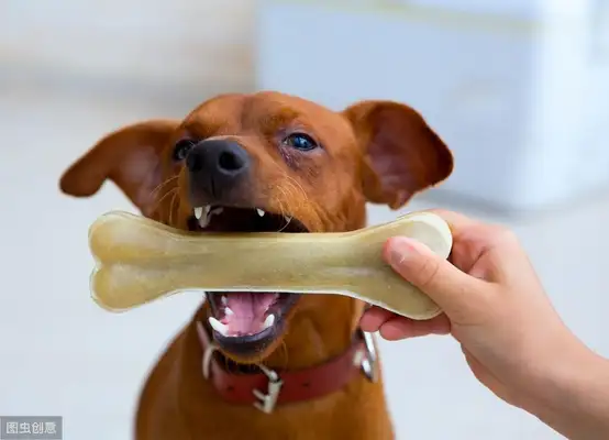 Is it necessary to brush the dog's teeth? Scientific Toothbrushing to prevent disease