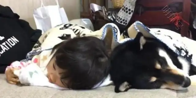 How long does a baby have to play with a pet dog? Dog: Go to sleep, little master
