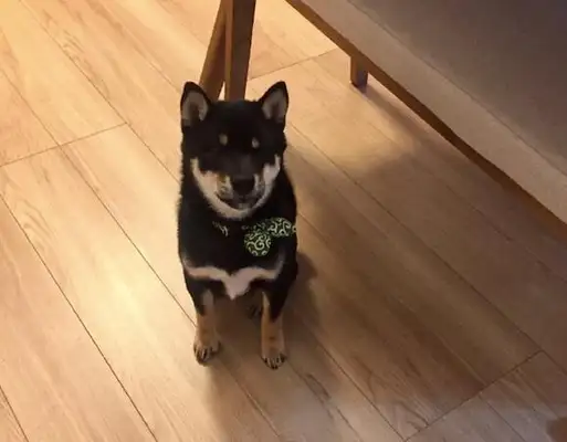 The netizens bought a book on how to raise a firewood dog, and it tore it up the next day