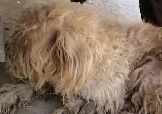 I ran into a dirty stray dog with a collar around his neck and found him blind