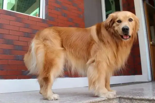So the dog came back to his country for a year: Who are you? Where are my dogs